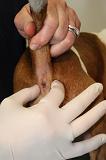 JACK RUSSEL - GLANDES ANALES 019